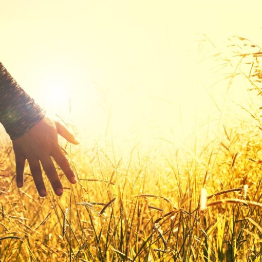 un campo de espigas y una mano que las acaricia